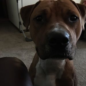 Meet your Posher, Donald